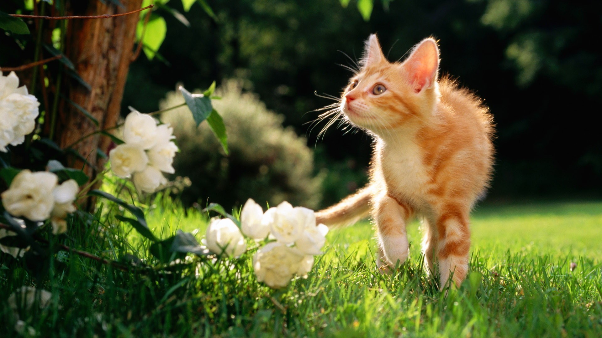 Cute Spring Animals Wallpapers Wallpapers