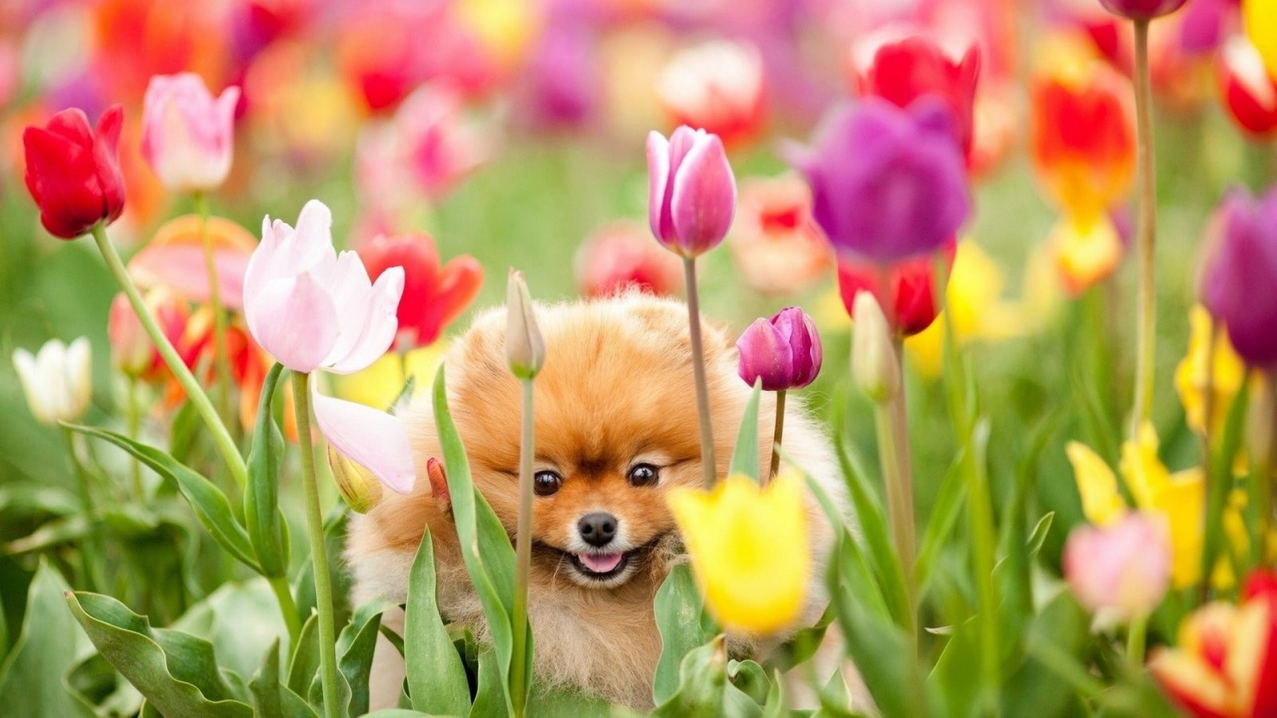 Cute Spring Animals Wallpapers Wallpapers