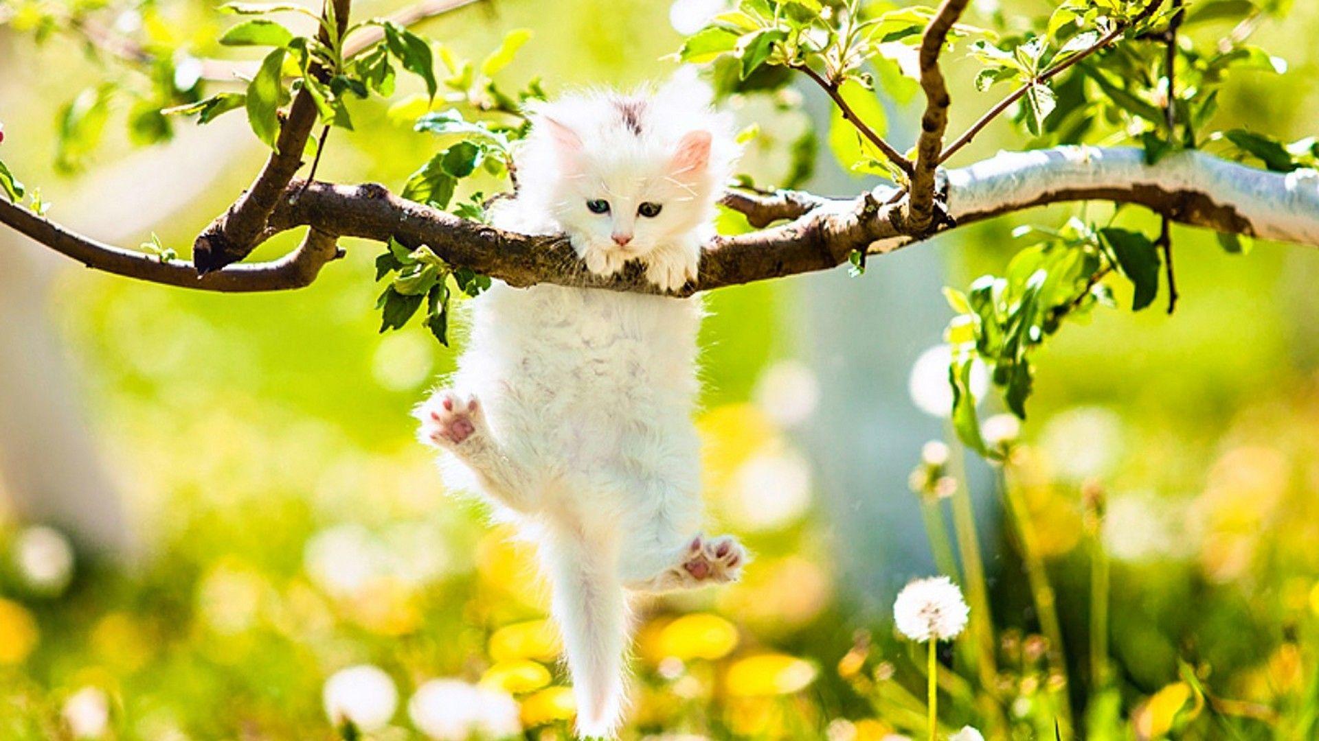 Cute Spring Animals Wallpapers Wallpapers