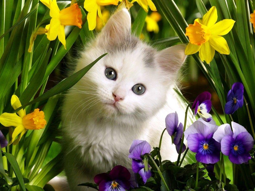 Cute Spring Animals Wallpapers Wallpapers