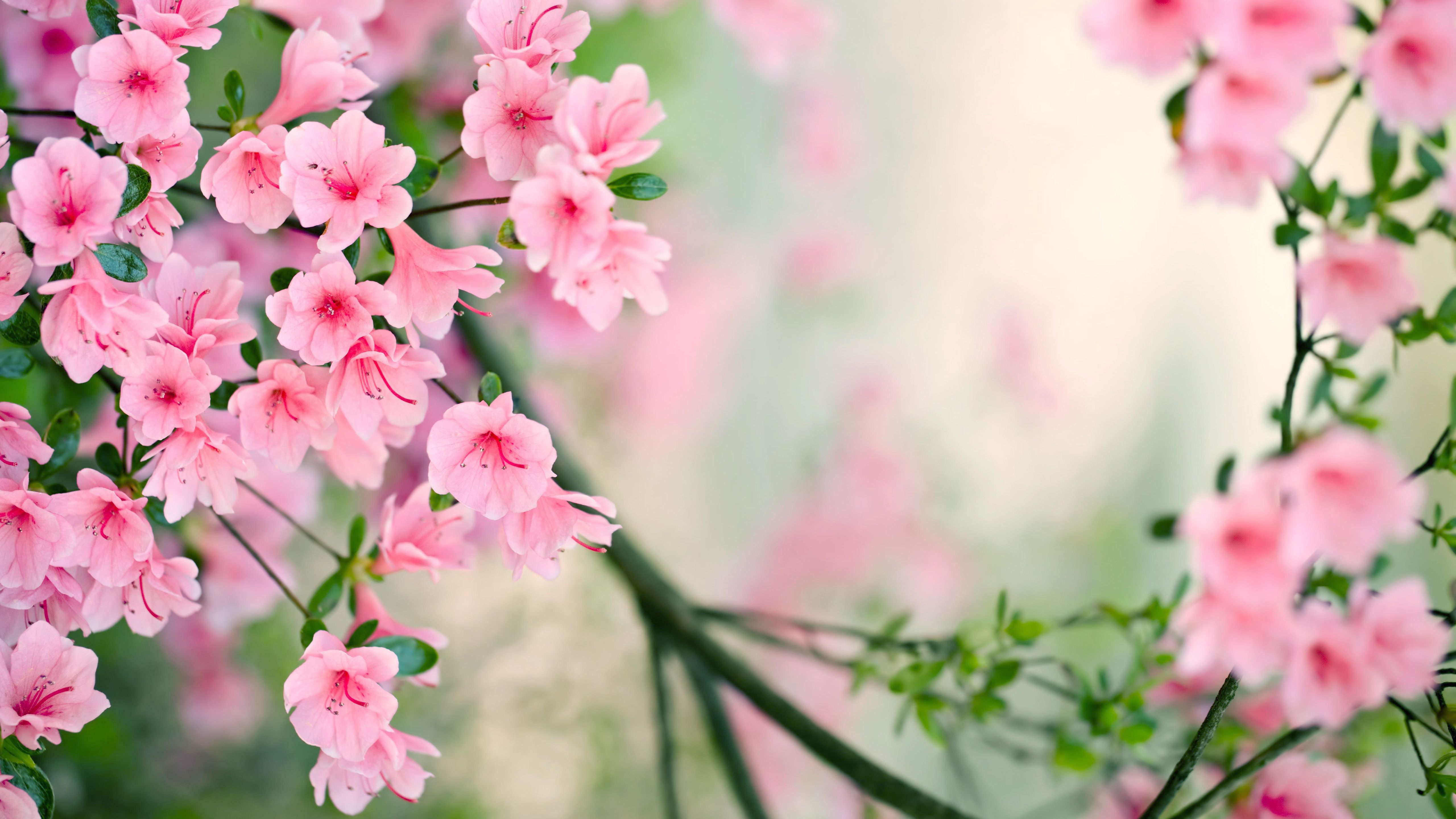 Cute Spring Screensavers Wallpapers