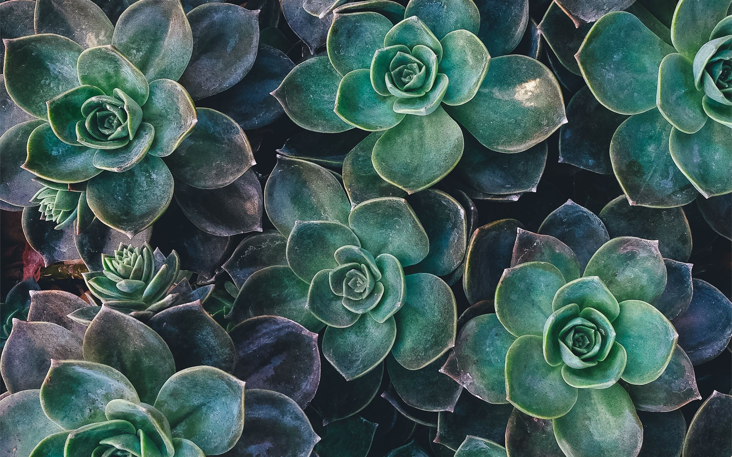 Cute Succulent Wallpapers