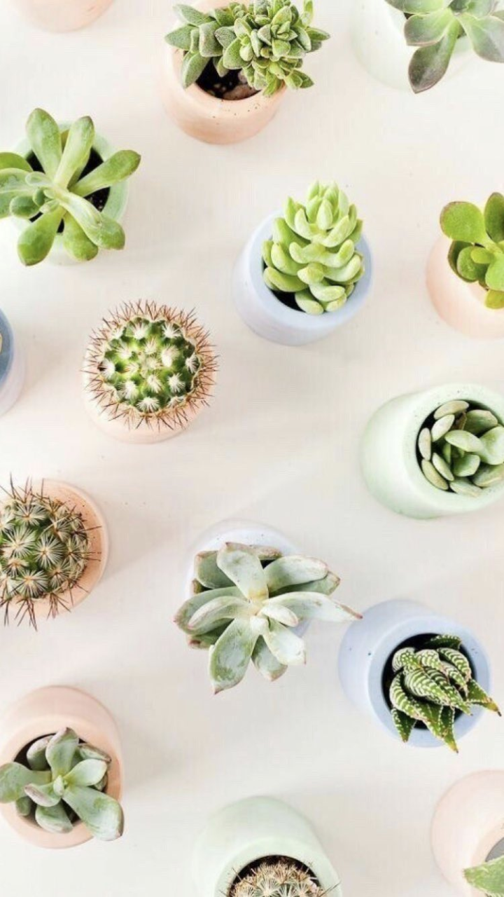 Cute Succulent Wallpapers