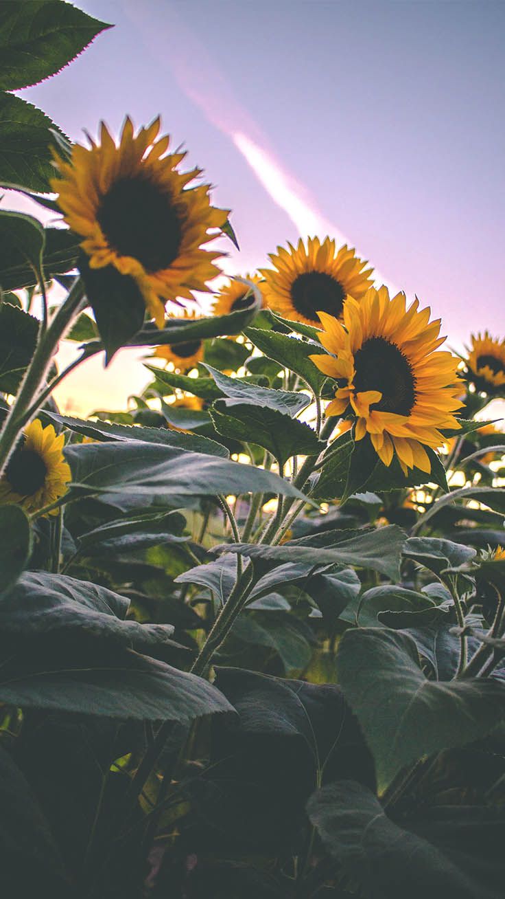 Cute Sunflower Wallpapers Wallpapers