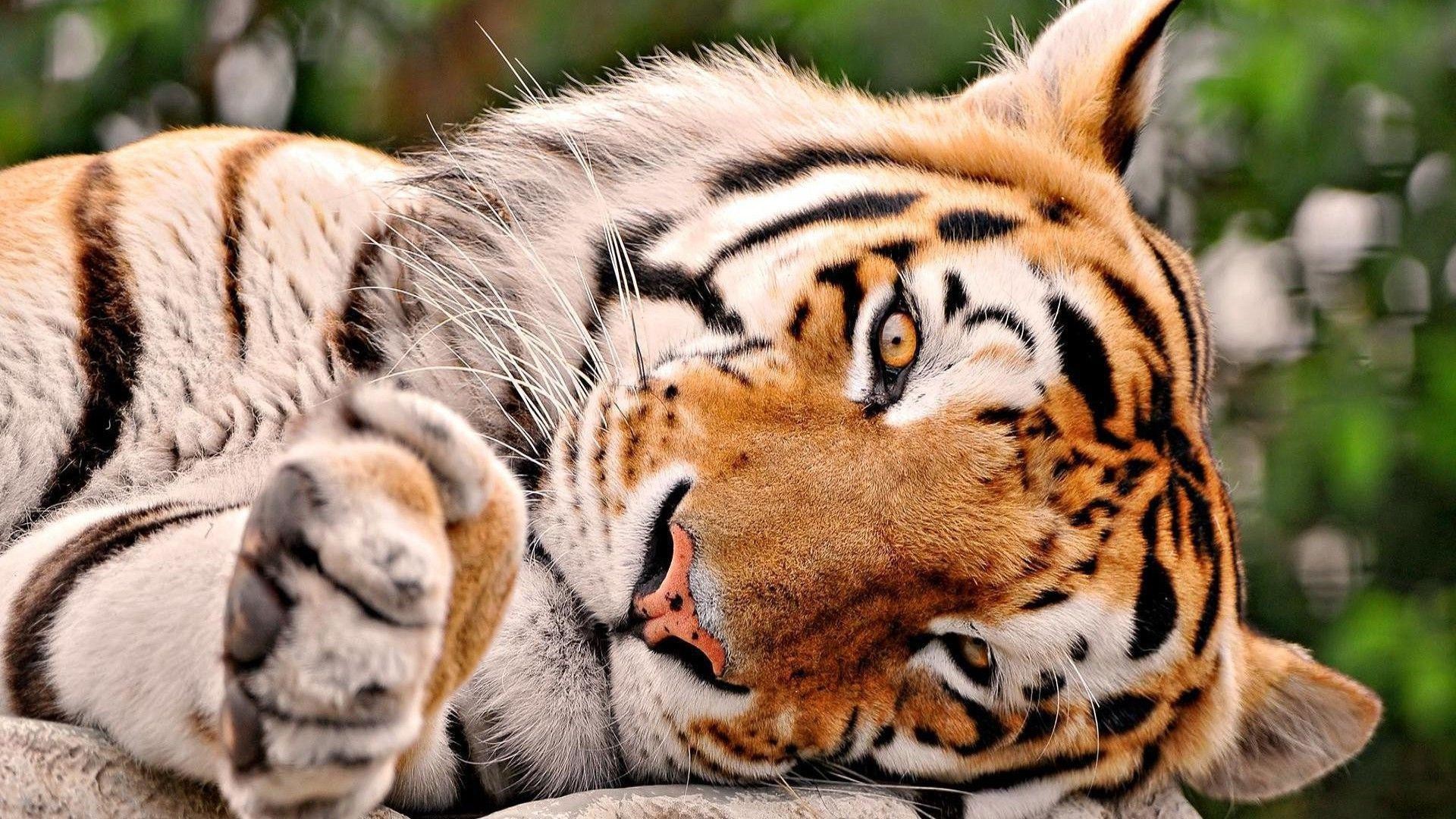 Cute Tiger Wallpaper Wallpapers