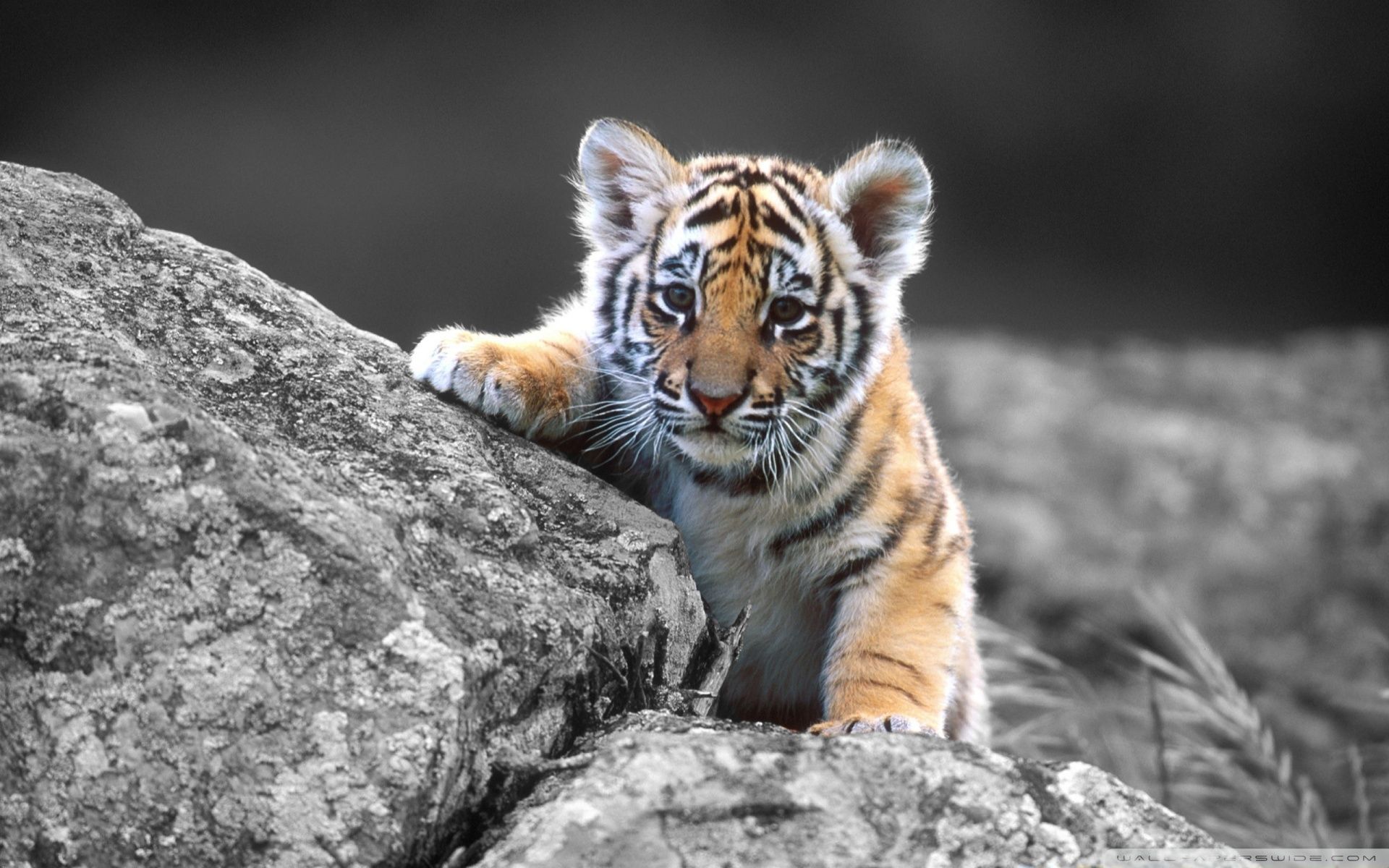 Cute Tiger Wallpaper Wallpapers