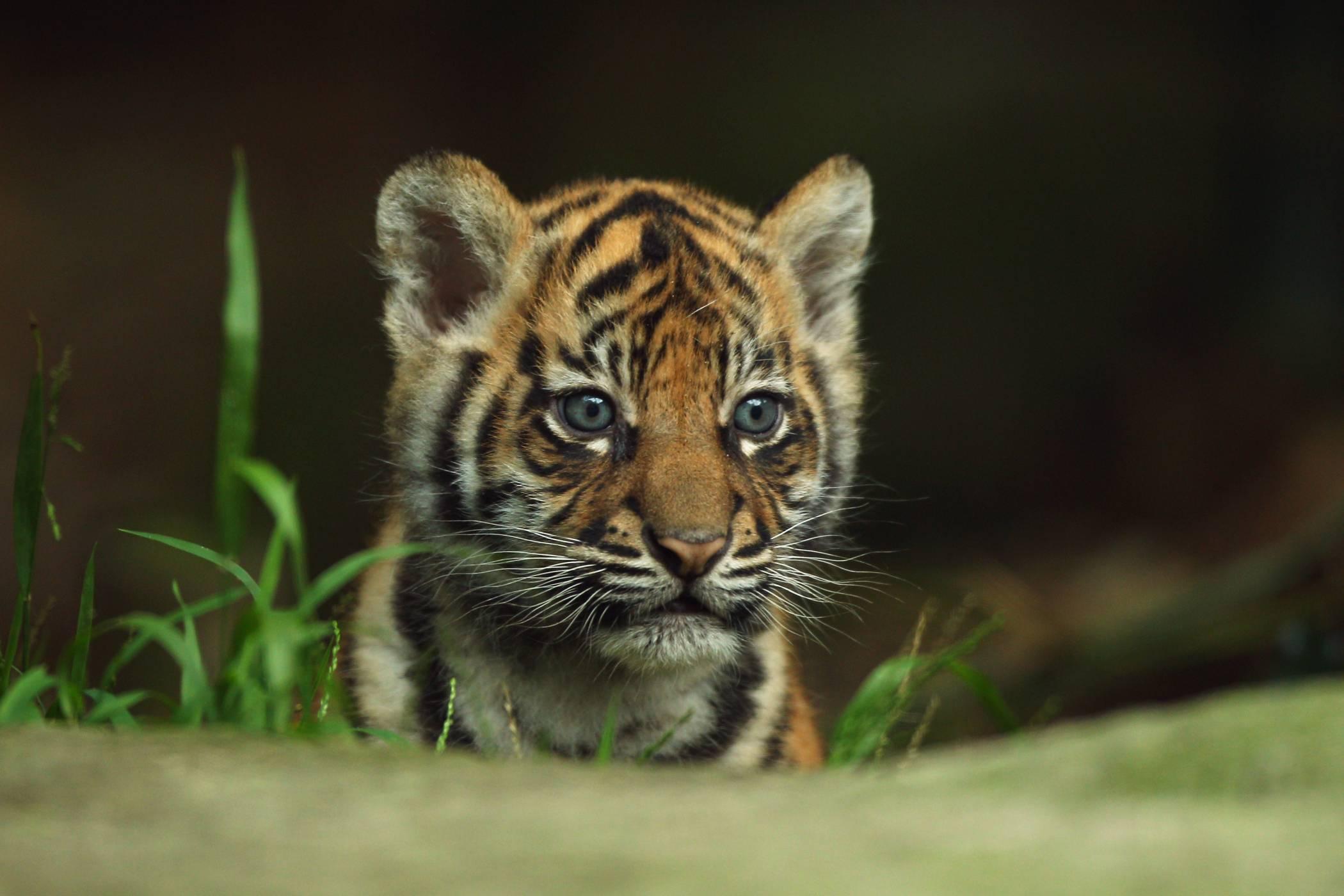 Cute Tiger Wallpapers