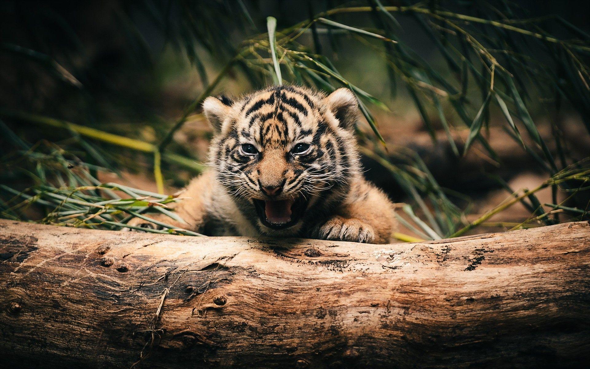 Cute Tiger Wallpapers