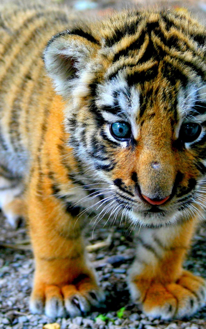 Cute Tiger Wallpapers