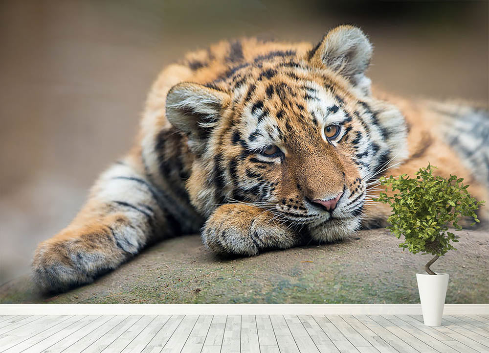 Cute Tiger Wallpapers