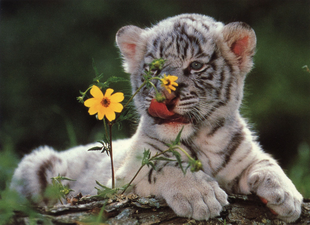 Cute Tiger Wallpapers