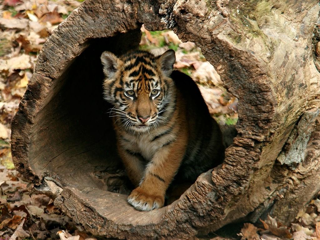 Cute Tiger Wallpapers