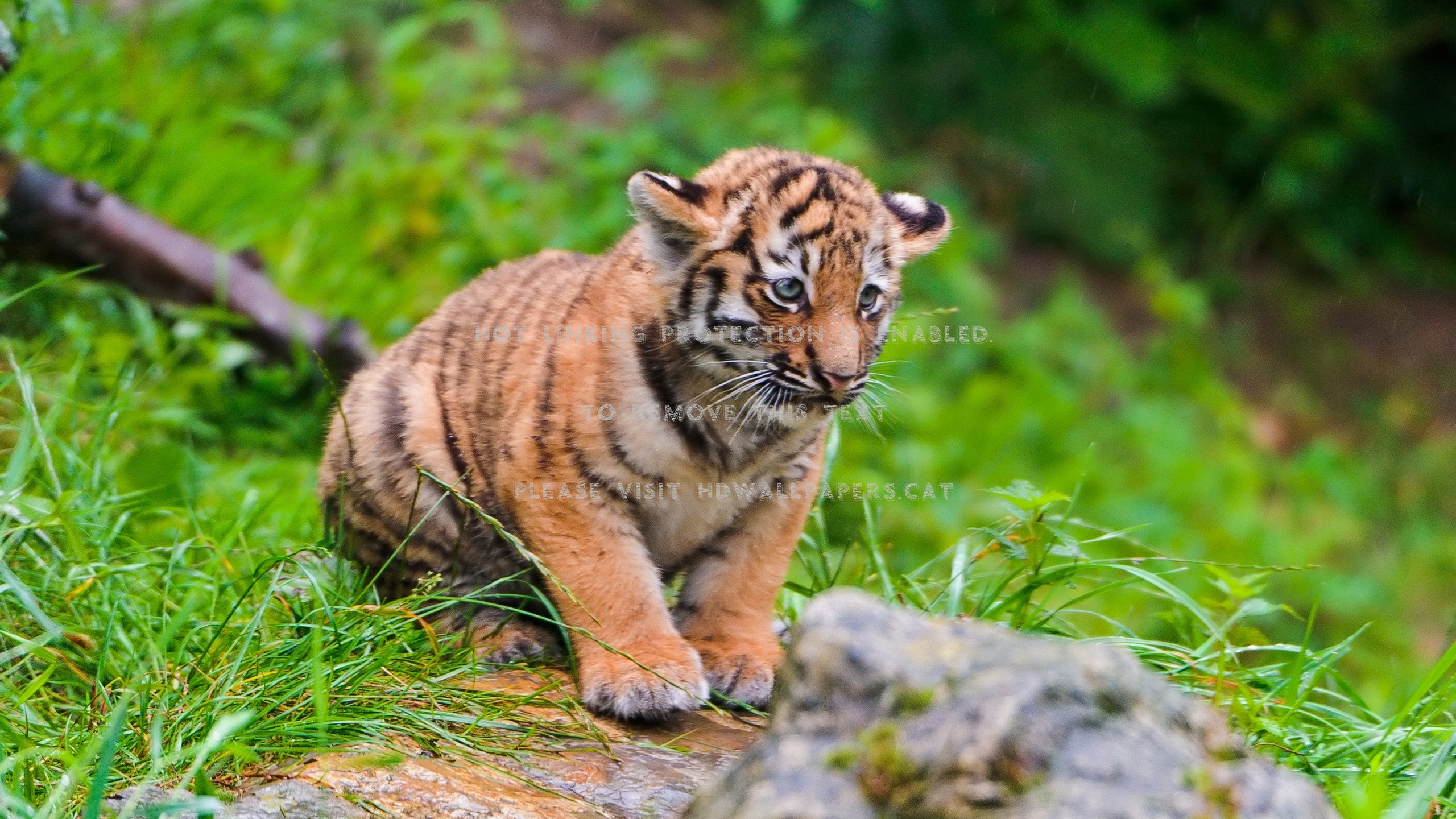 Cute Tiger Wallpapers