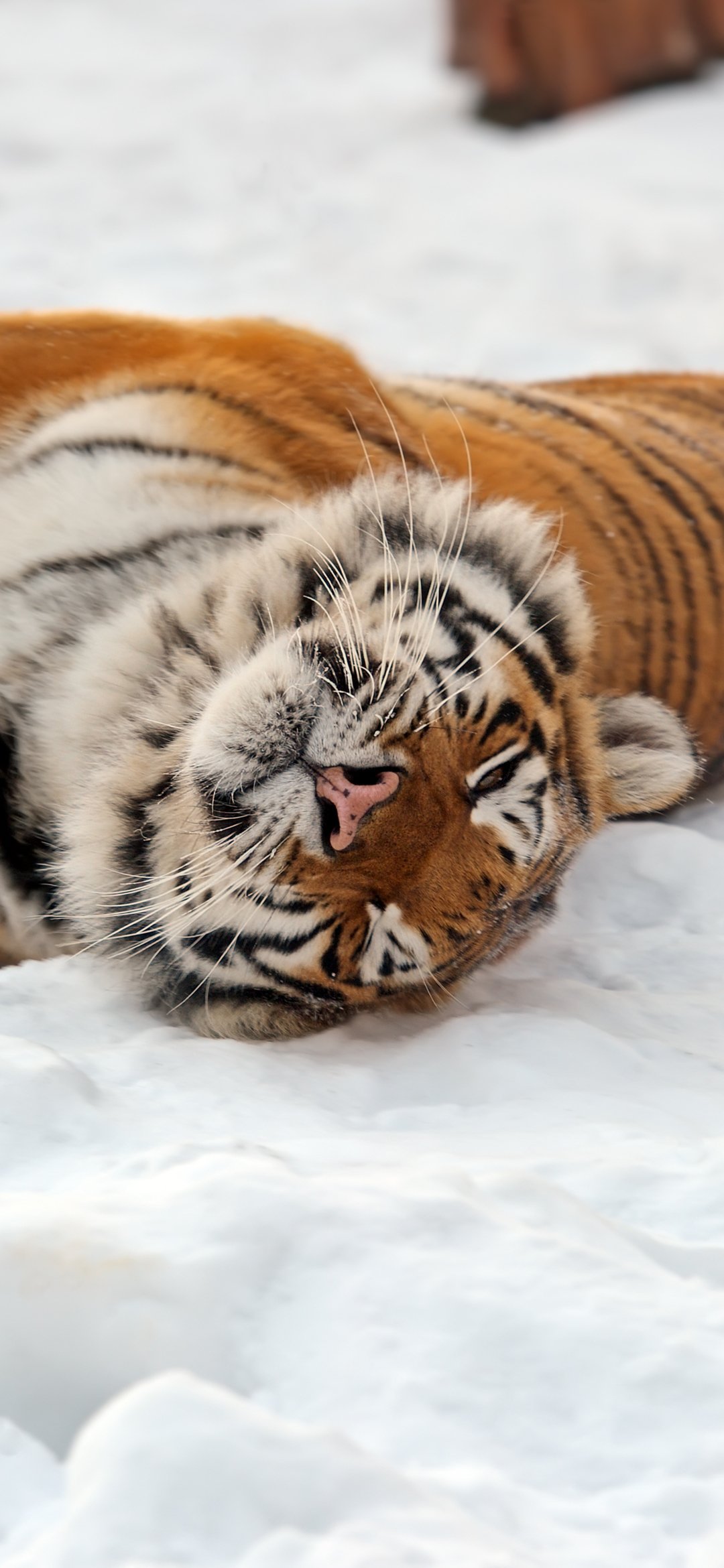 Cute Tiger Wallpapers