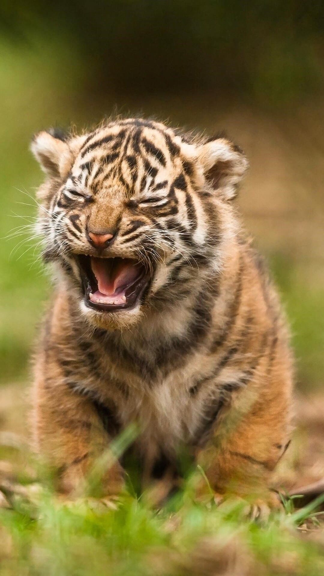 Cute Tiger Wallpapers