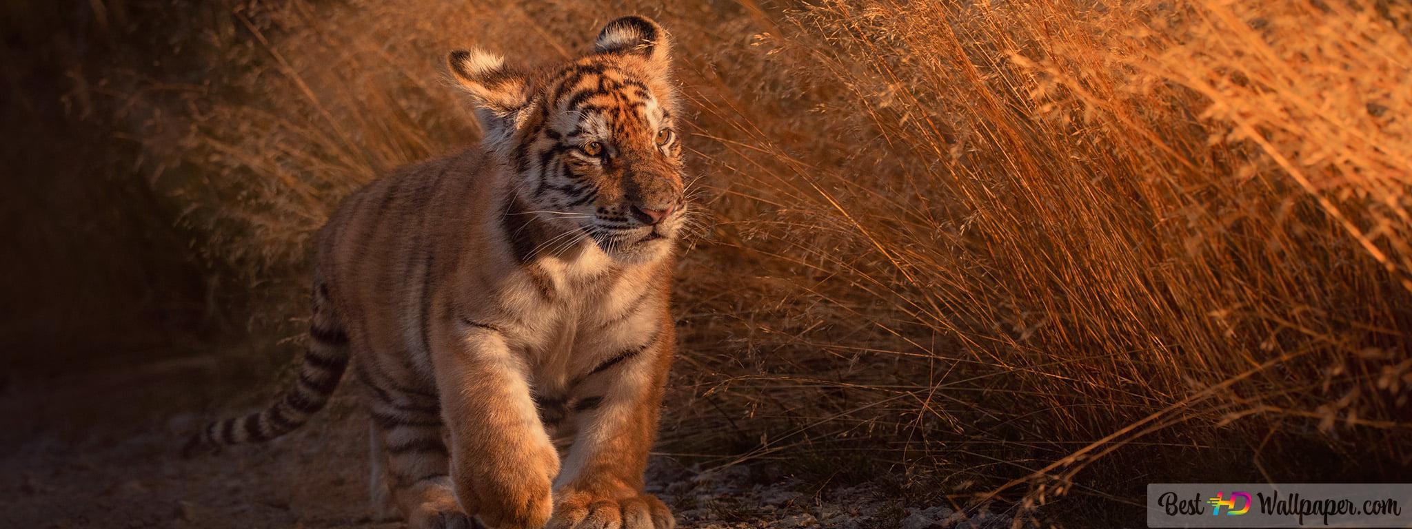 Cute Tiger Wallpapers