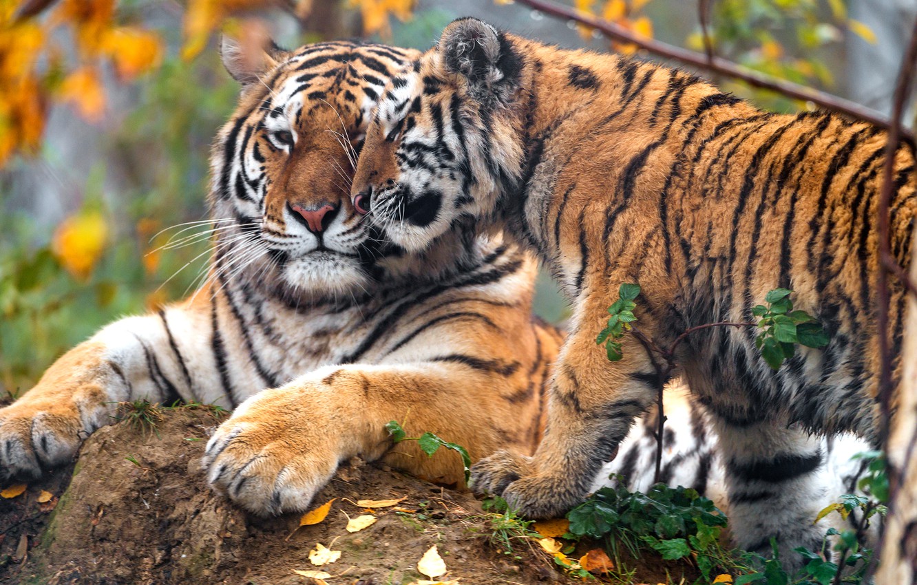 Cute Tiger Wallpapers