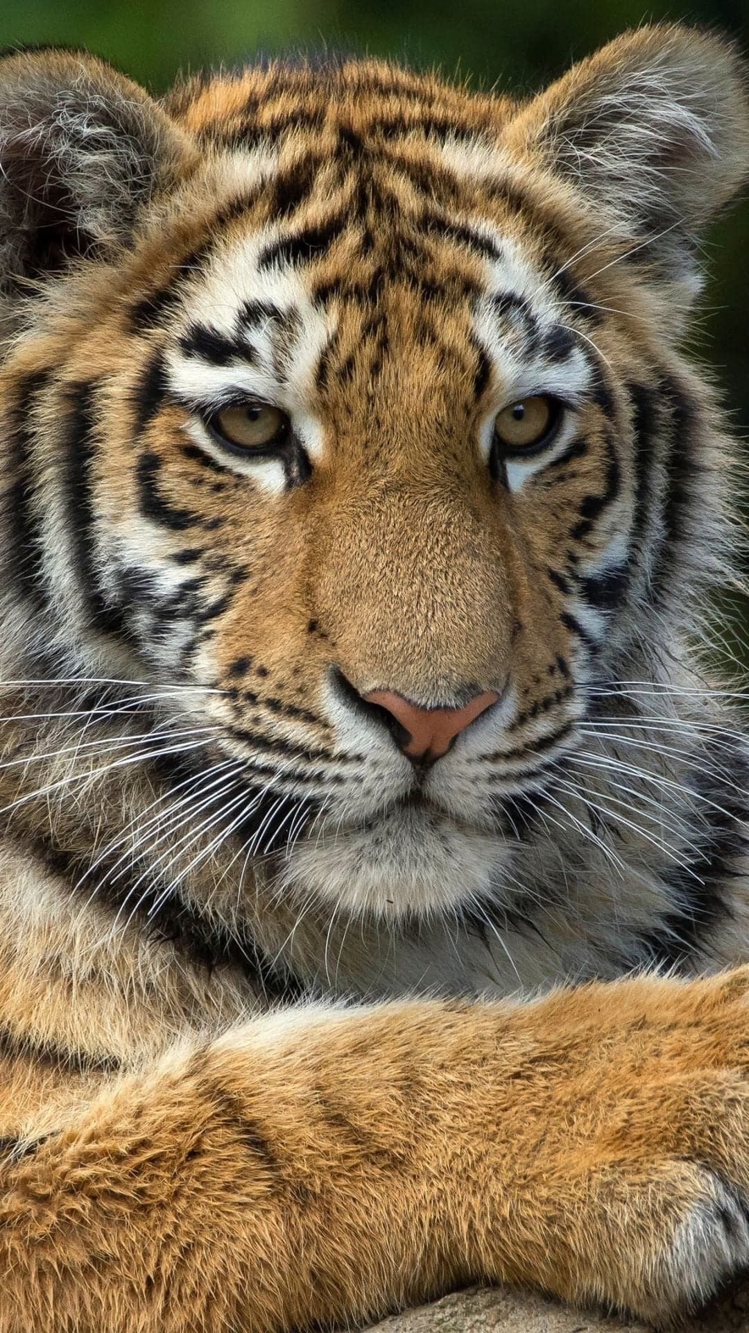 Cute Tigers Wallpapers Wallpapers