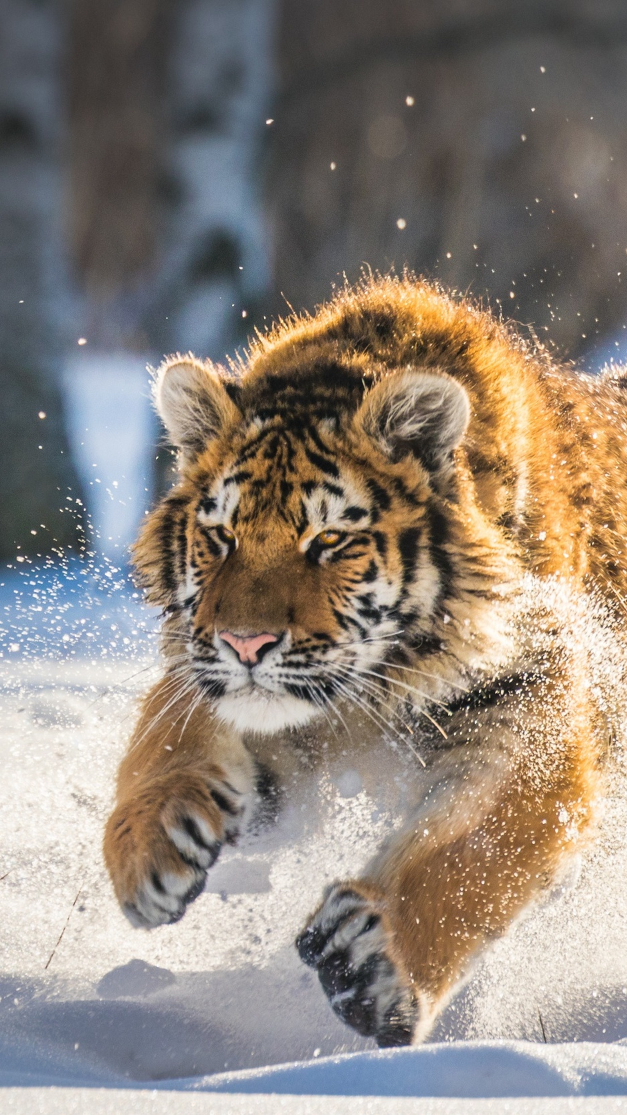 Cute Tigers Wallpapers Wallpapers