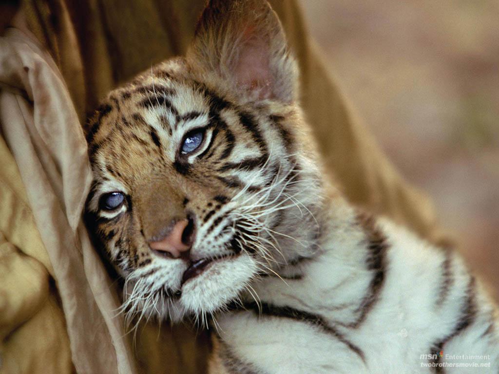 Cute Tigers Wallpapers Wallpapers