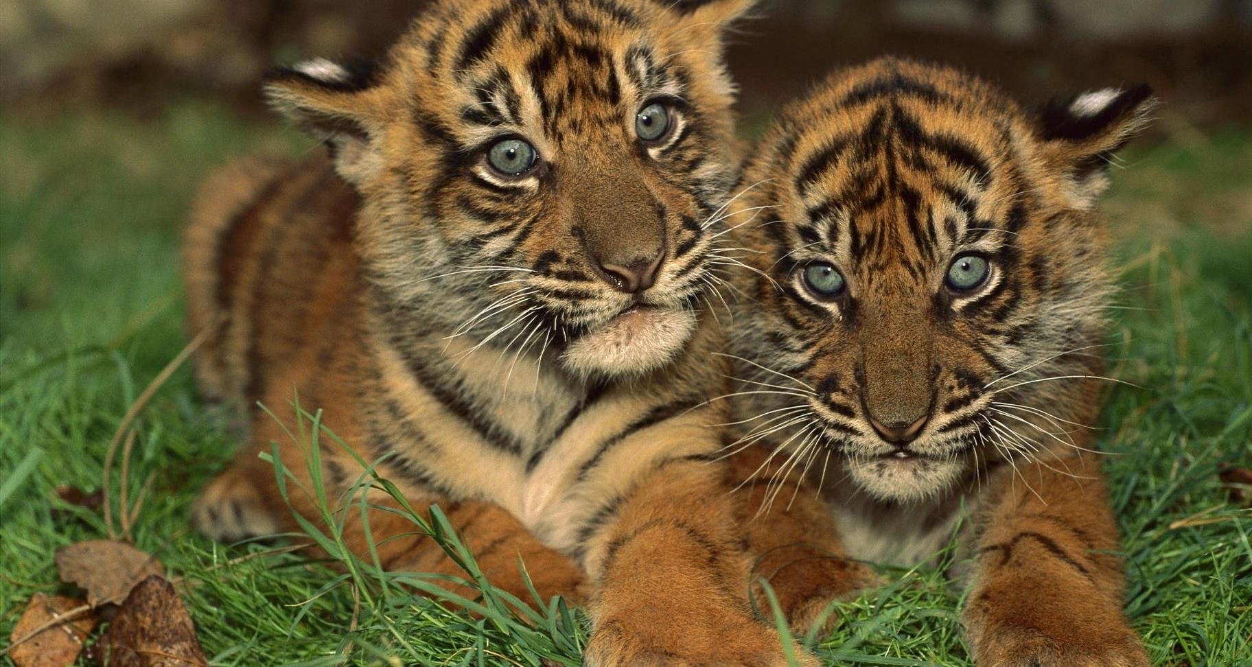 Cute Tigers Wallpapers Wallpapers