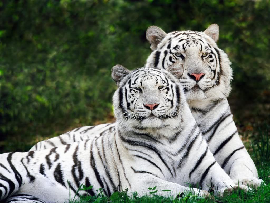 Cute Tigers Wallpapers Wallpapers