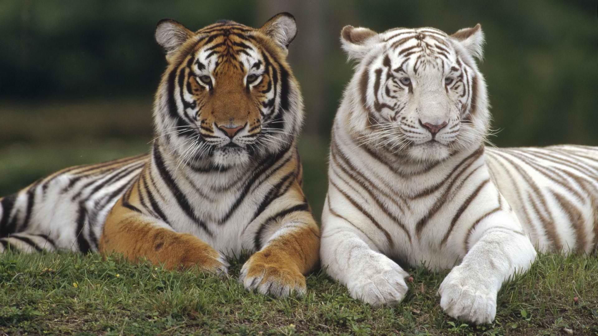 Cute Tigers Wallpapers Wallpapers