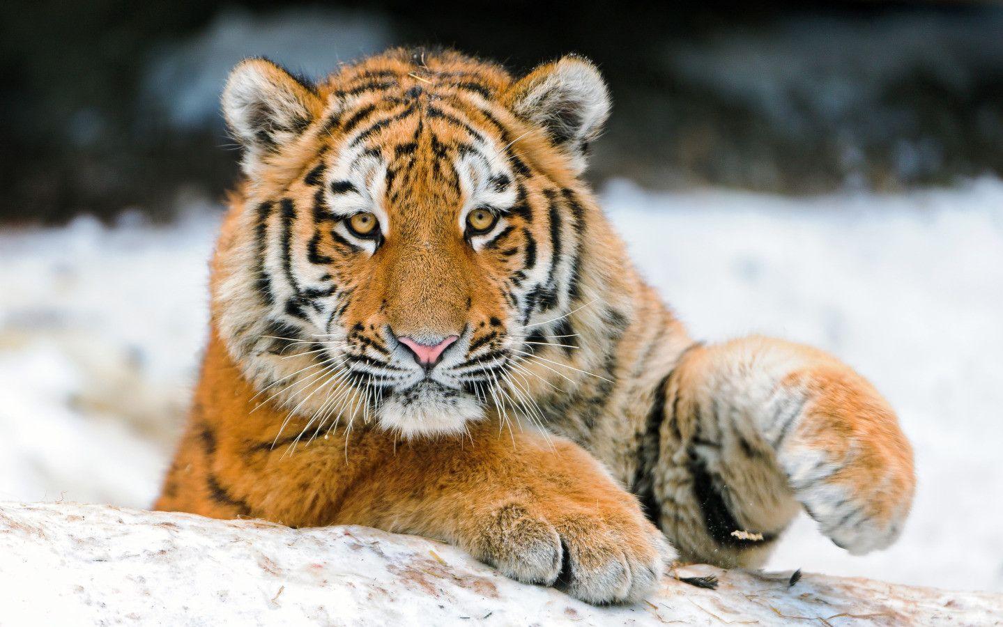 Cute Tigers Wallpapers Wallpapers