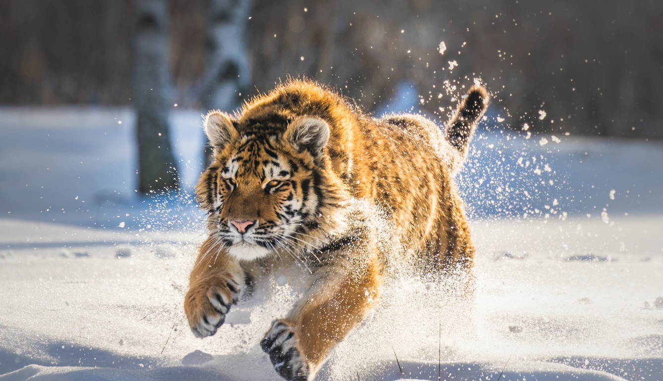 Cute Tigers Wallpapers Wallpapers