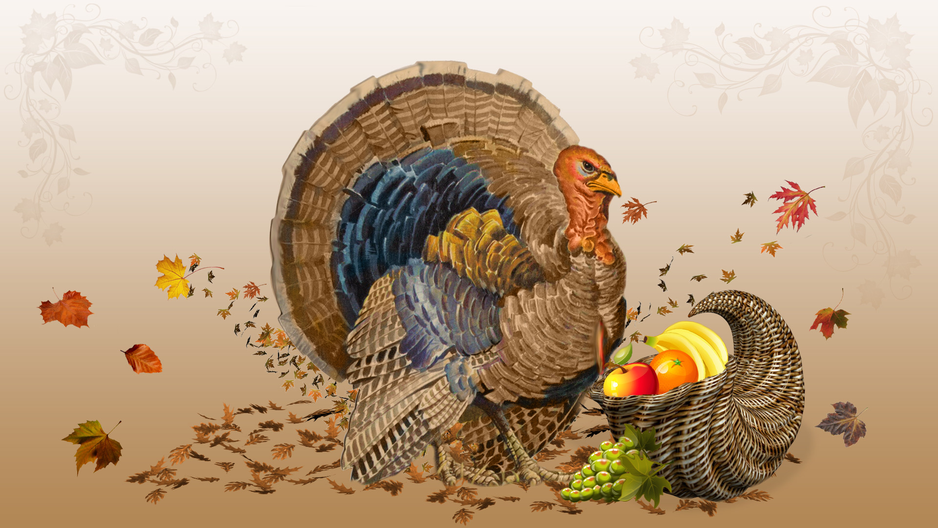 Cute Turkey Wallpapers