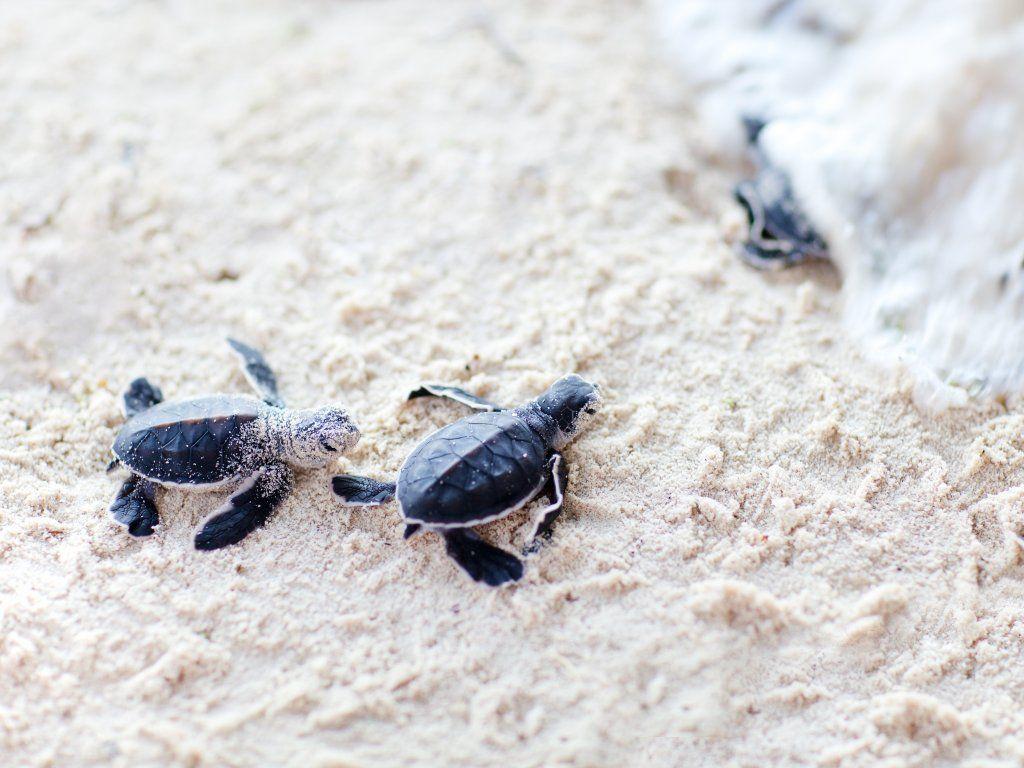 Cute Turtle Wallpapers