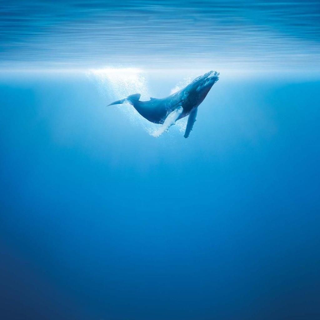 Cute Whale Iphone Wallpapers