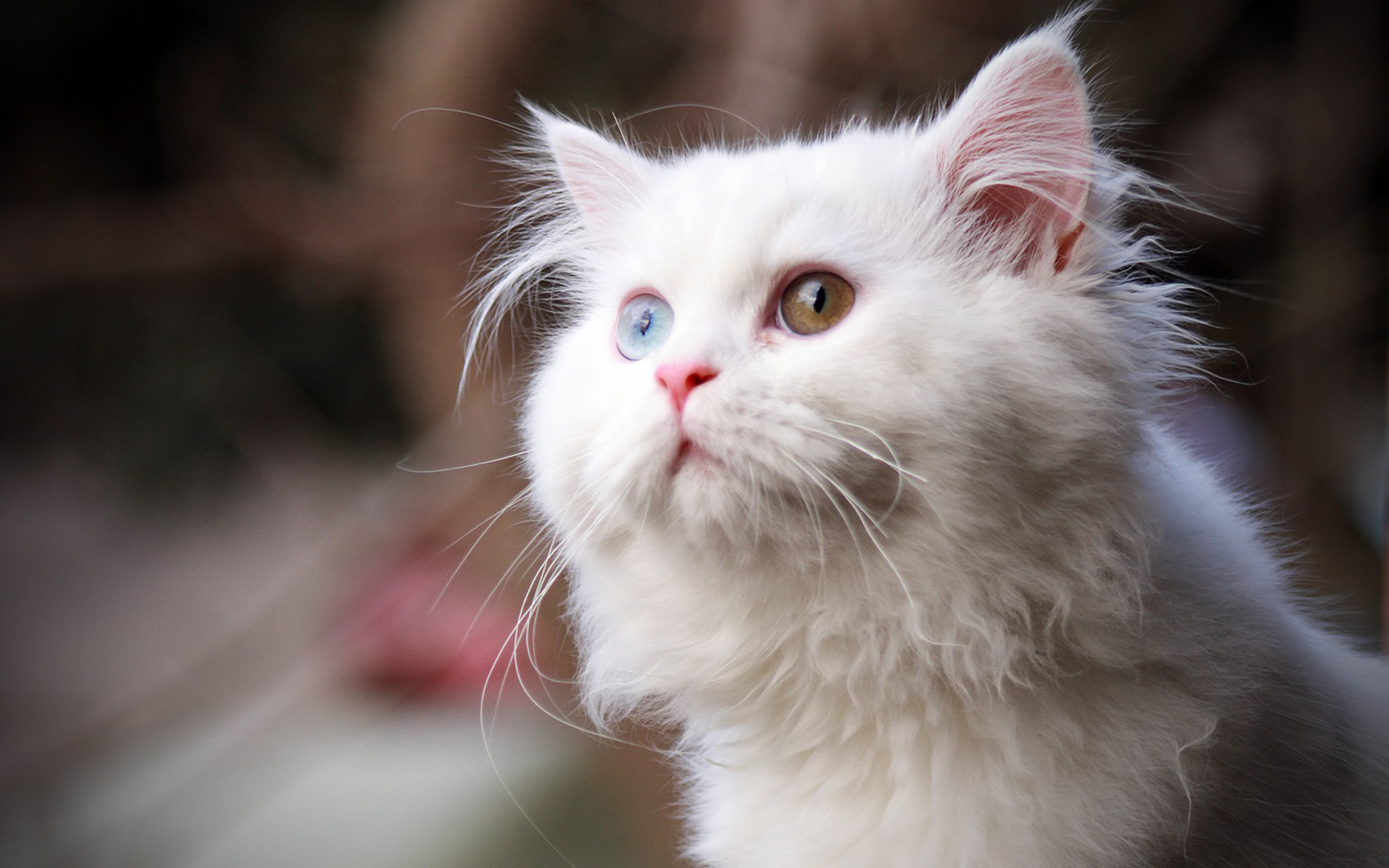 Cute White Cat Wallpapers For Desktop Wallpapers