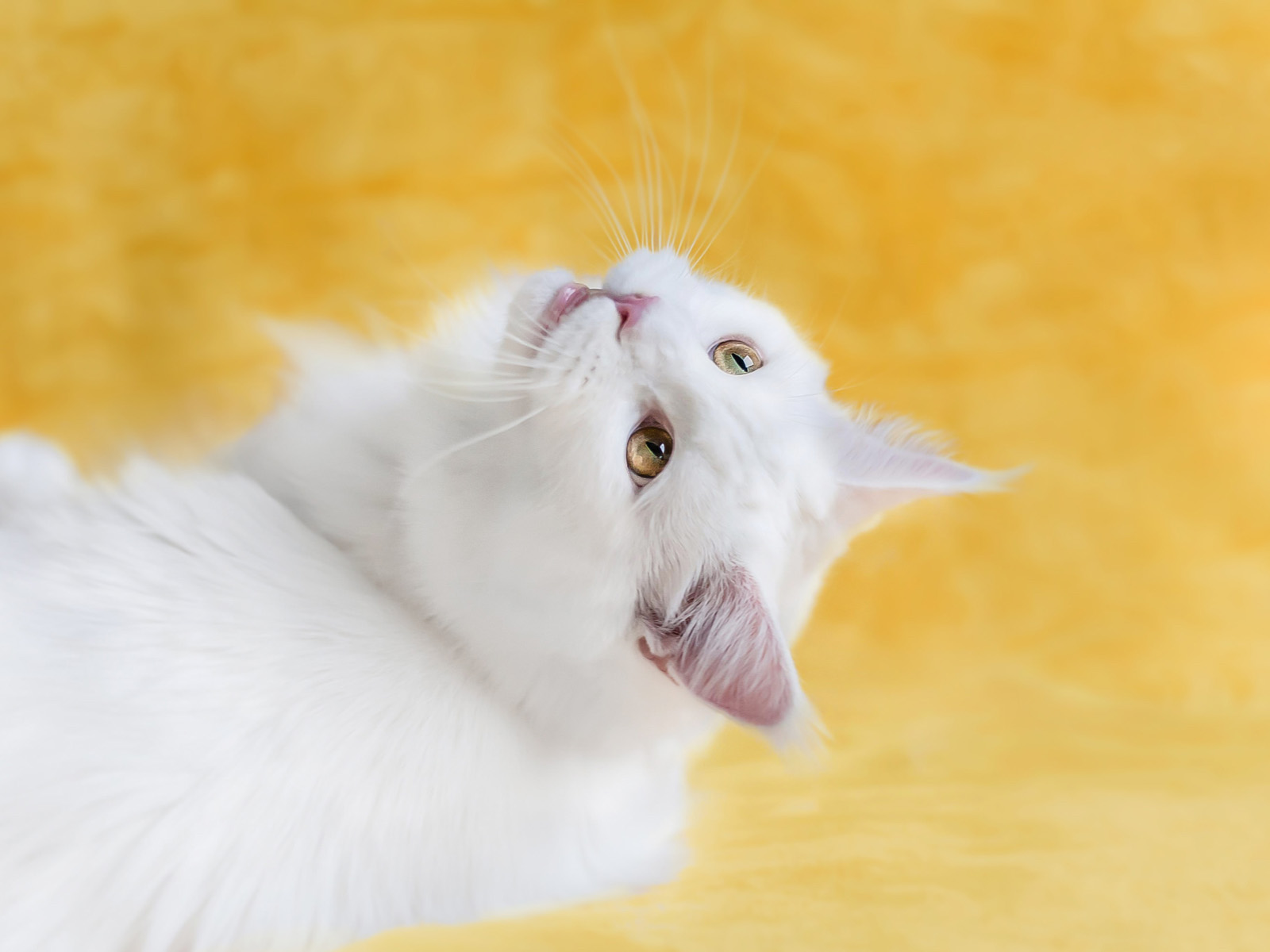 Cute White Cat Wallpapers For Desktop Wallpapers