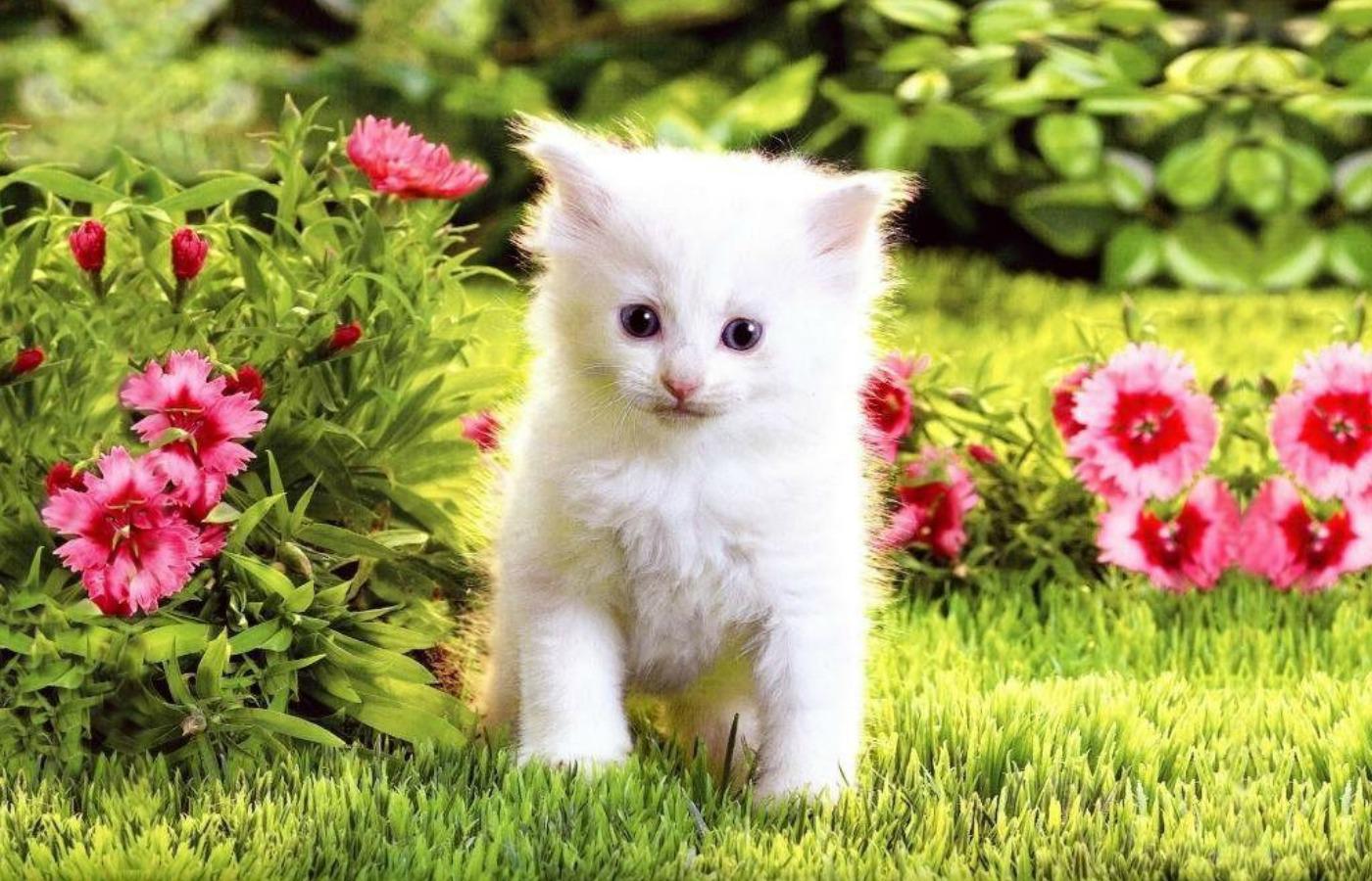 Cute White Cat Wallpapers For Desktop Wallpapers