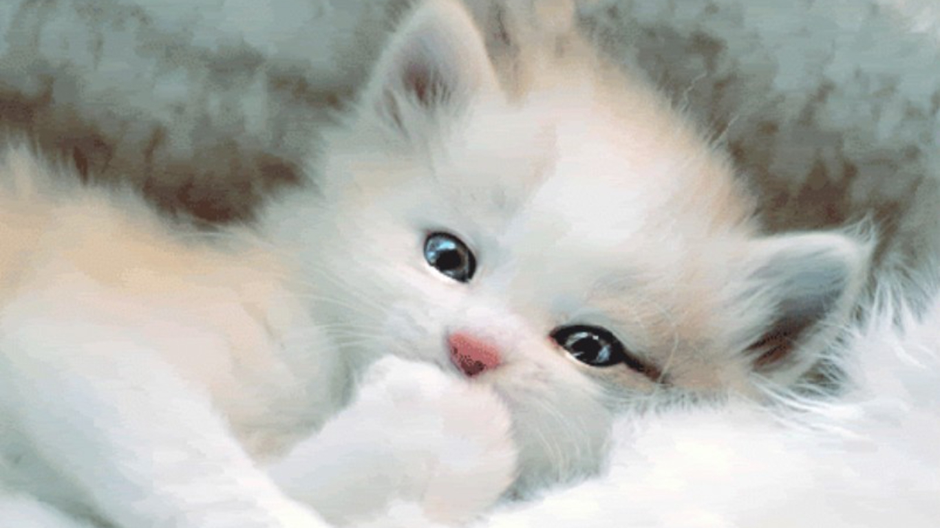 Cute White Cat Wallpapers For Desktop Wallpapers