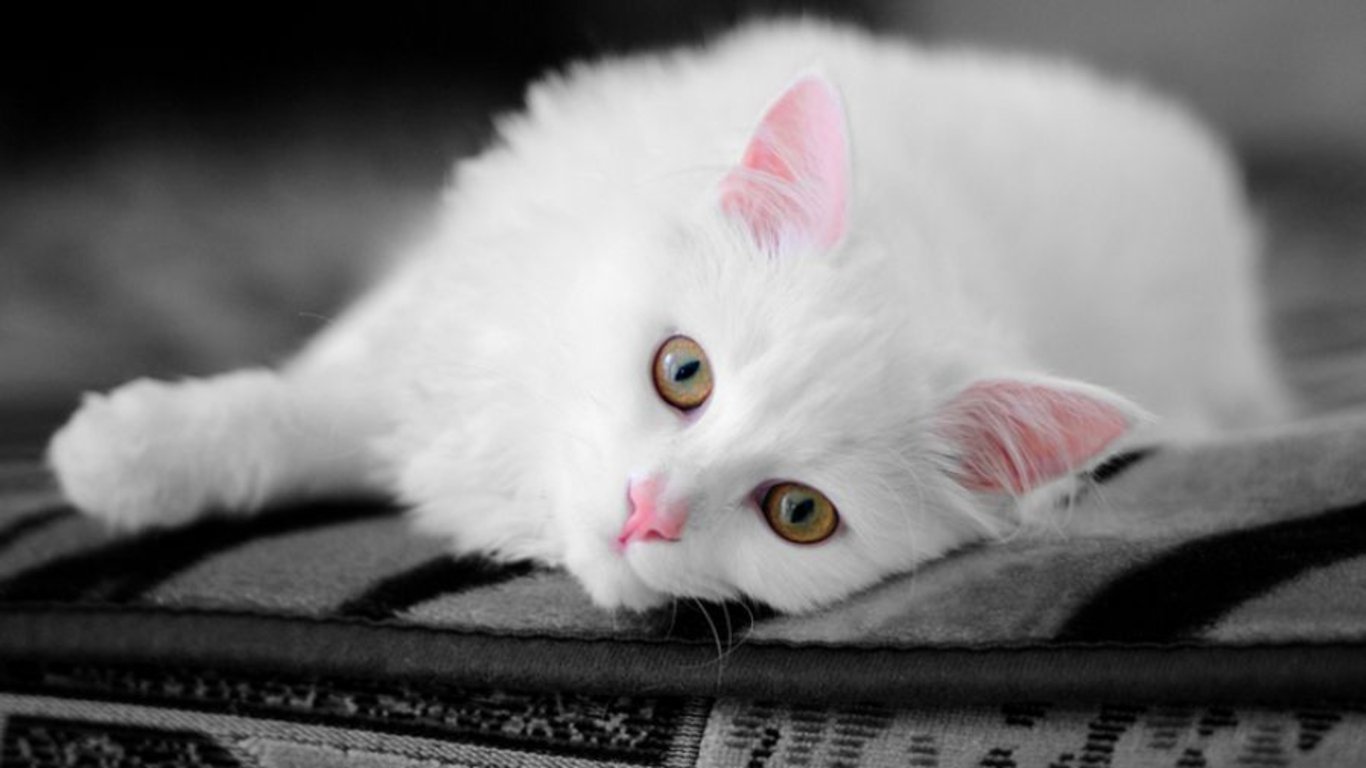 Cute White Cat Wallpapers For Desktop Wallpapers