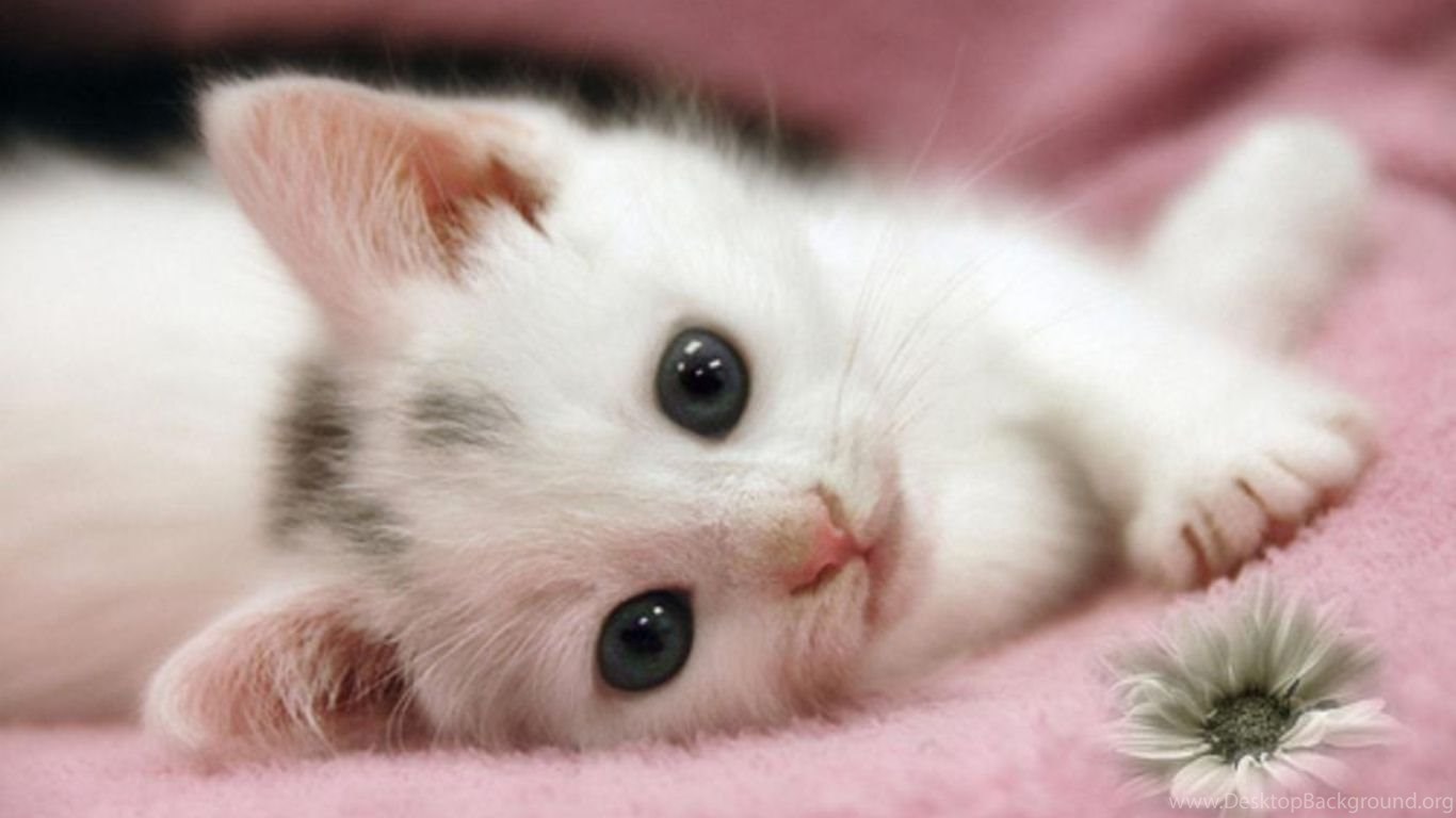 Cute White Cat Wallpapers For Desktop Wallpapers