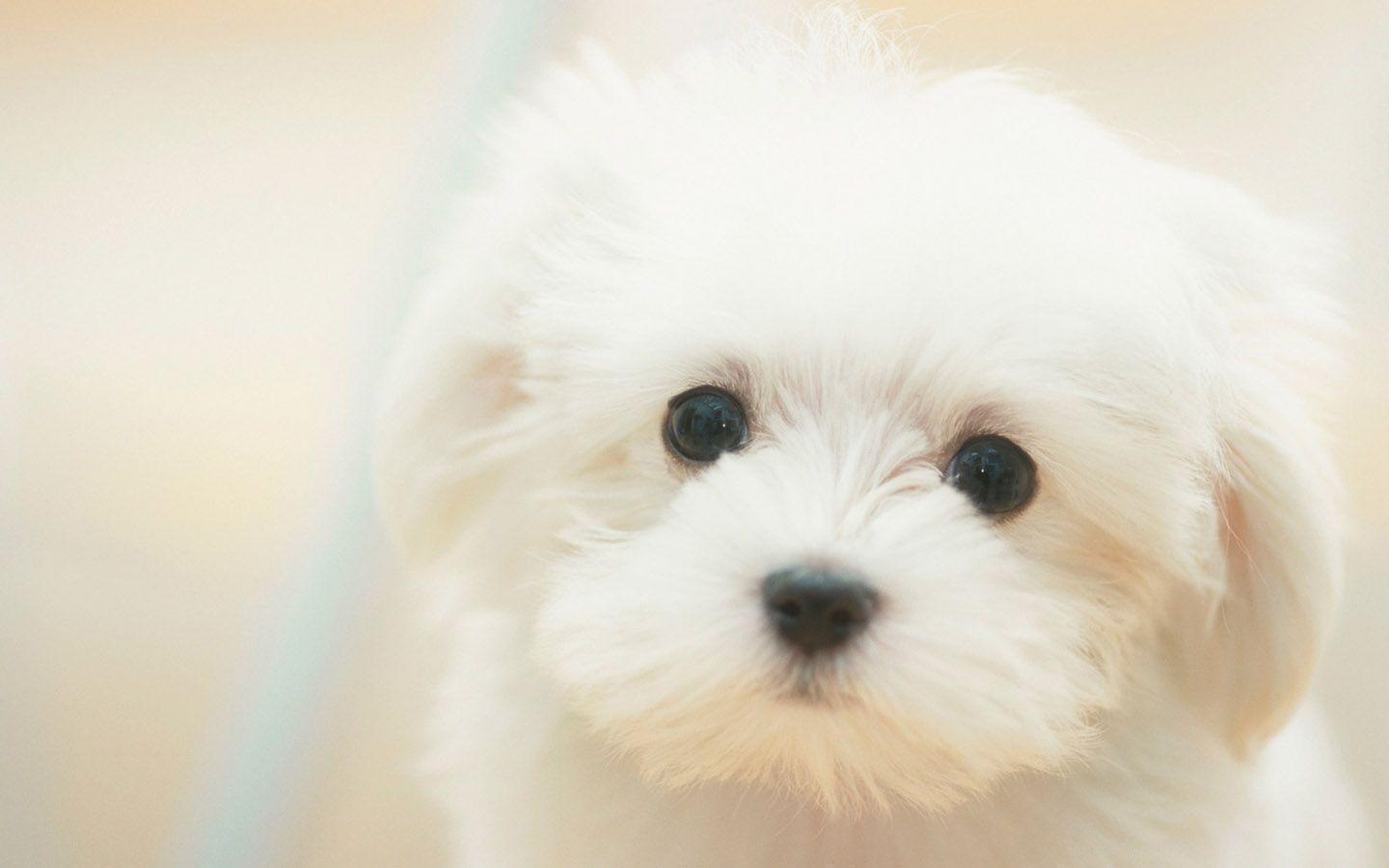 Cute White Dog Wallpapers