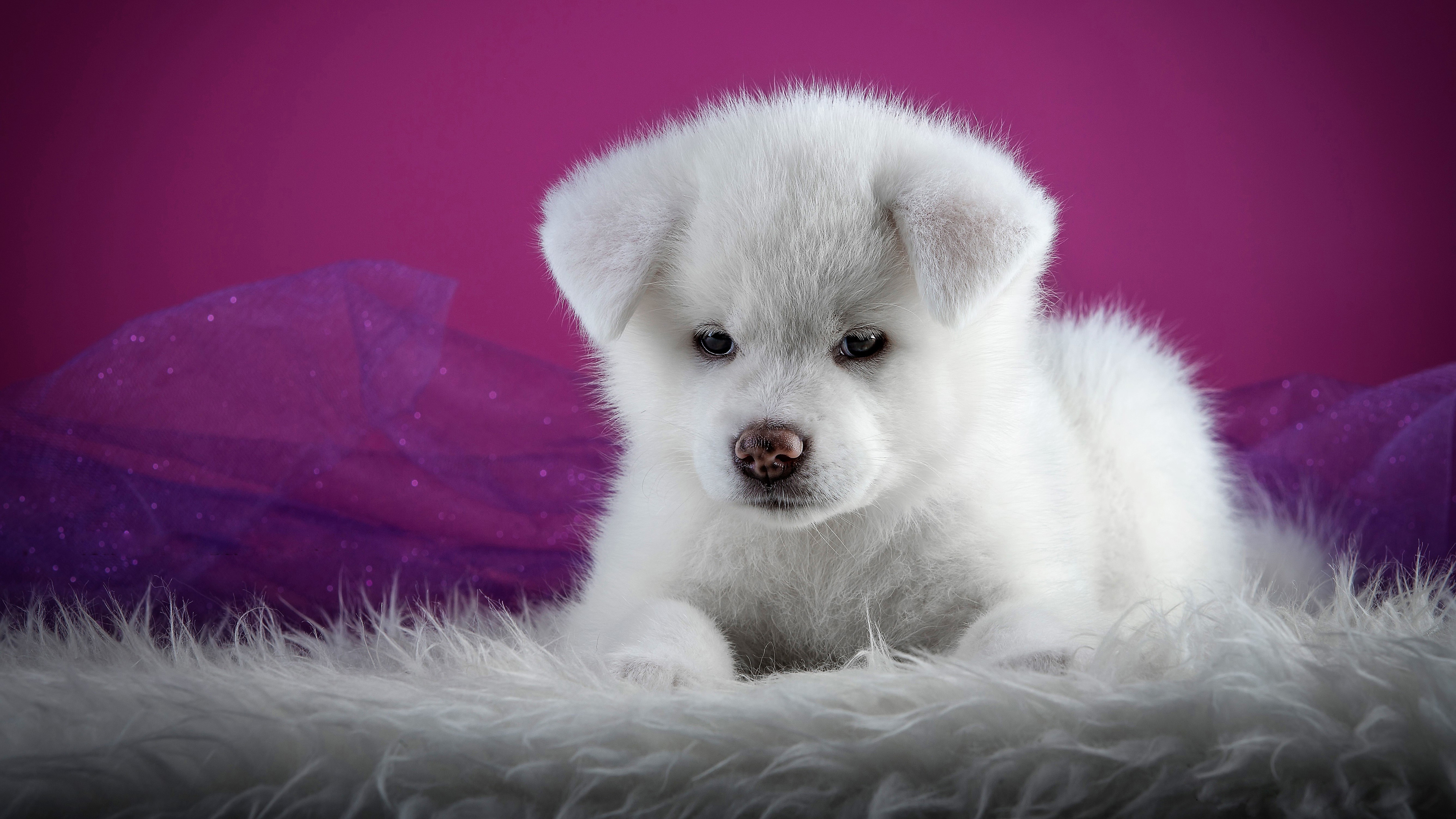 Cute White Dog Wallpapers