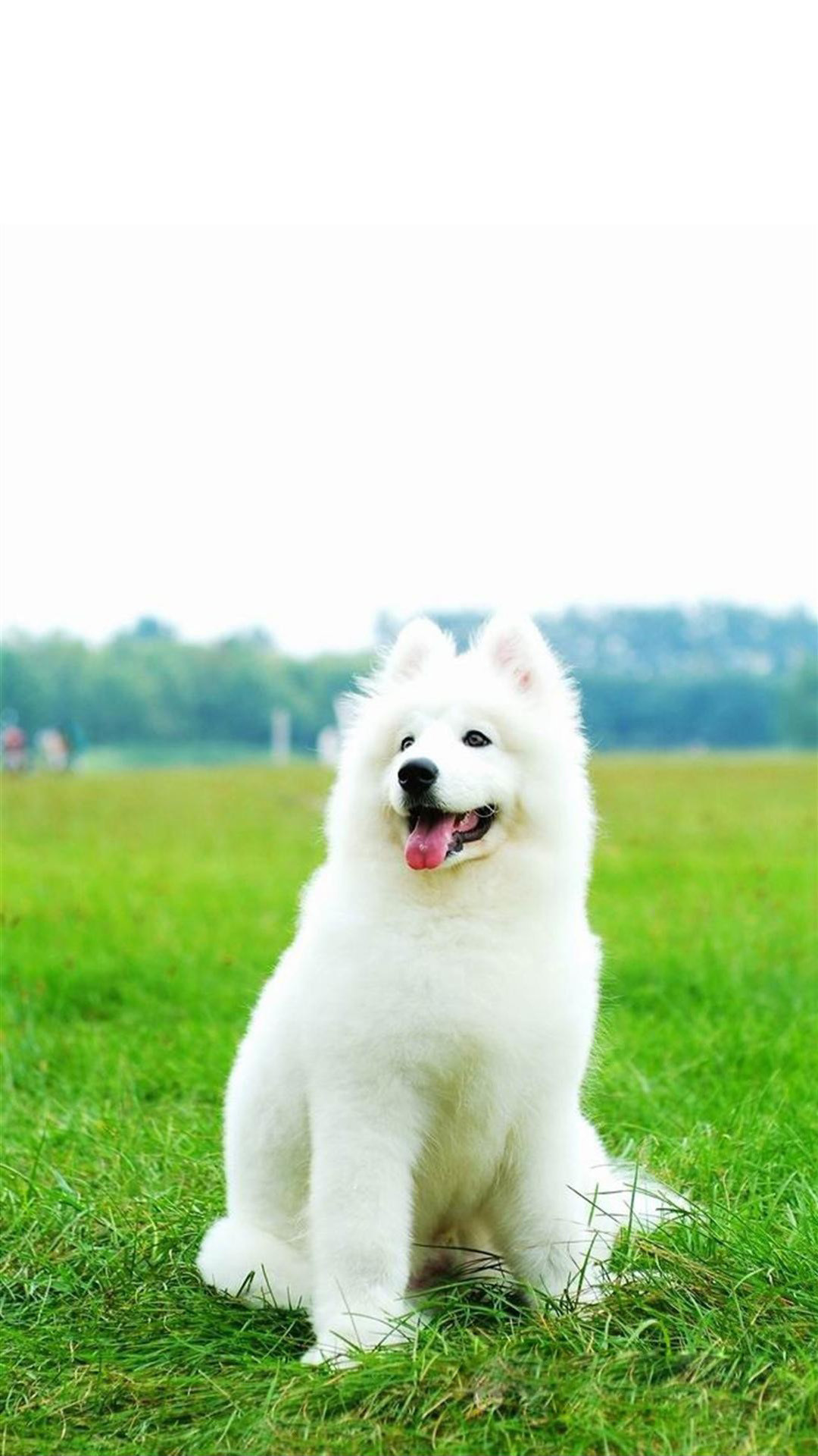 Cute White Dog Wallpapers