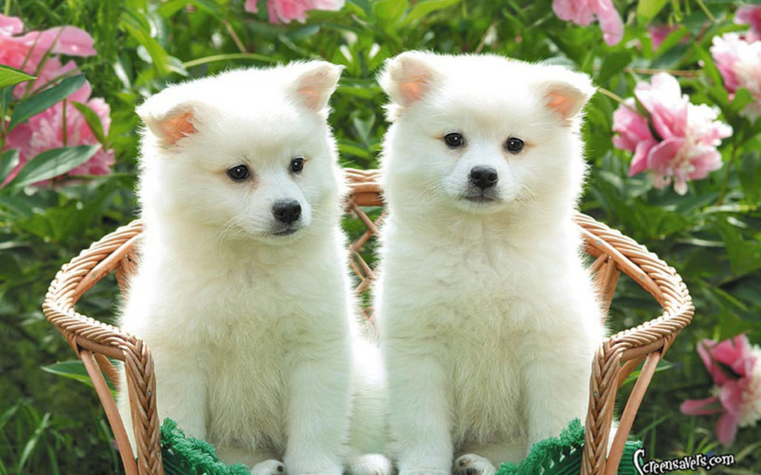 Cute White Dog Wallpapers