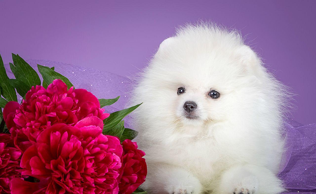 Cute White Dog Wallpapers