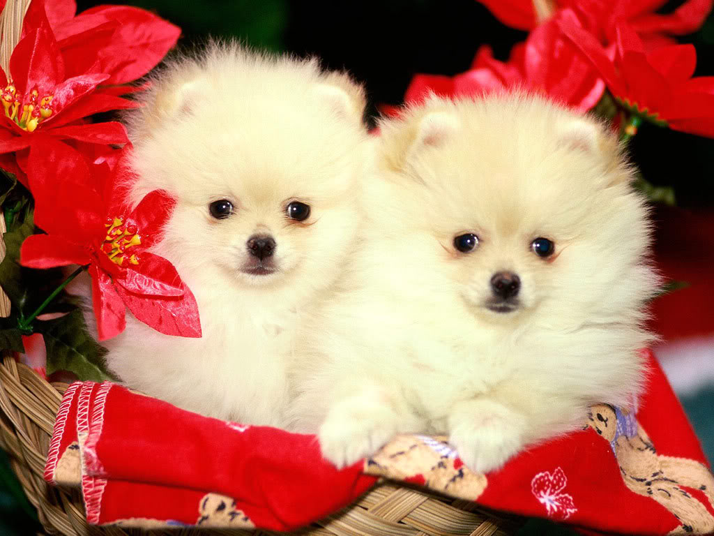 Cute White Dog Wallpapers