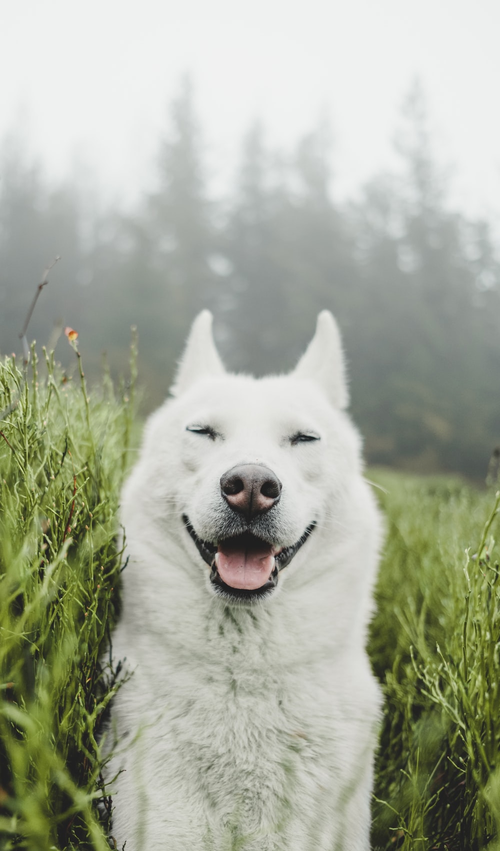 Cute White Dog Wallpapers