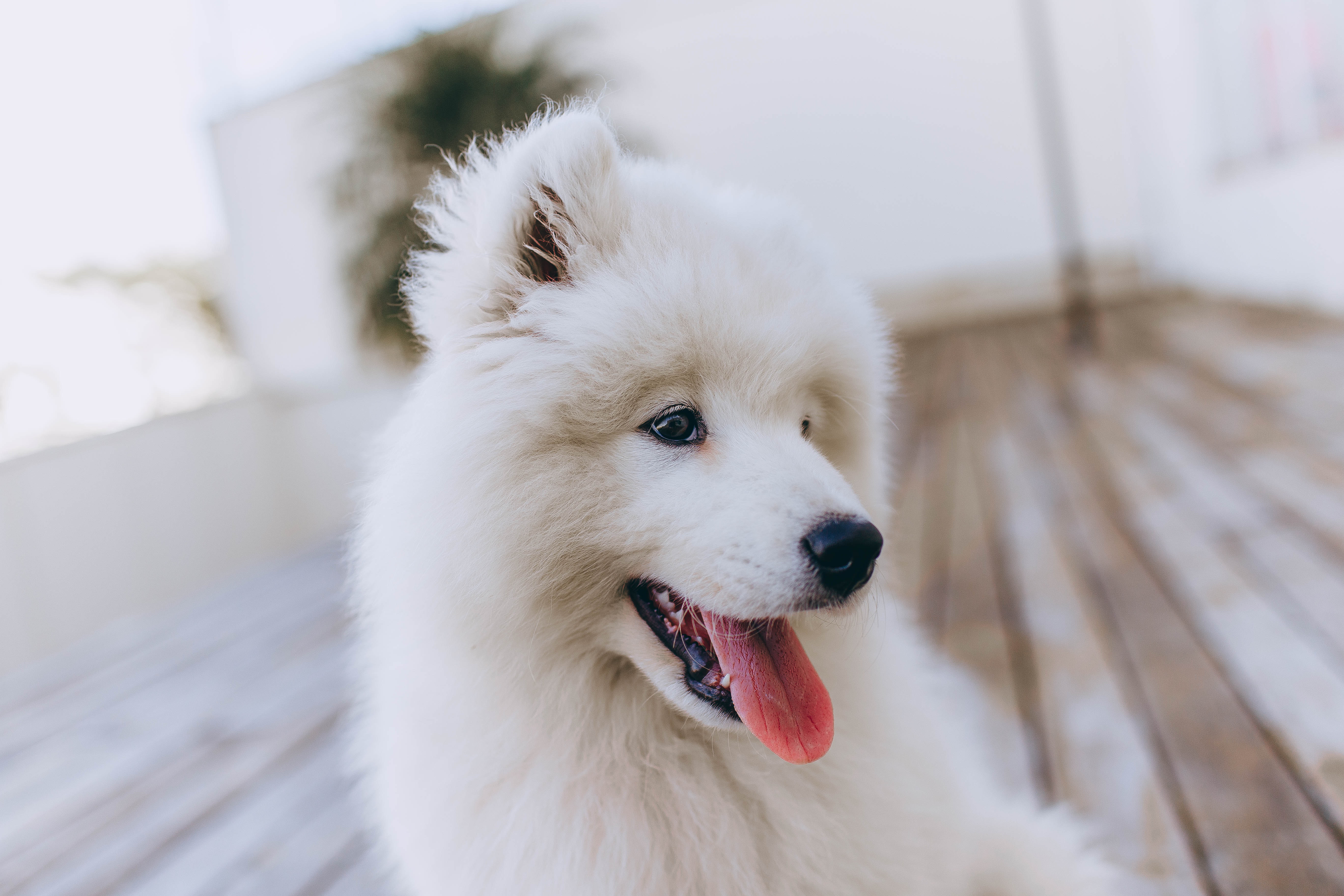 Cute White Dog Wallpapers