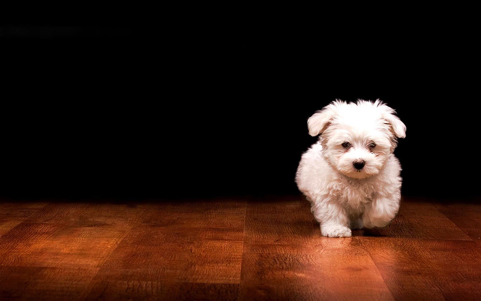 Cute White Dog Wallpapers