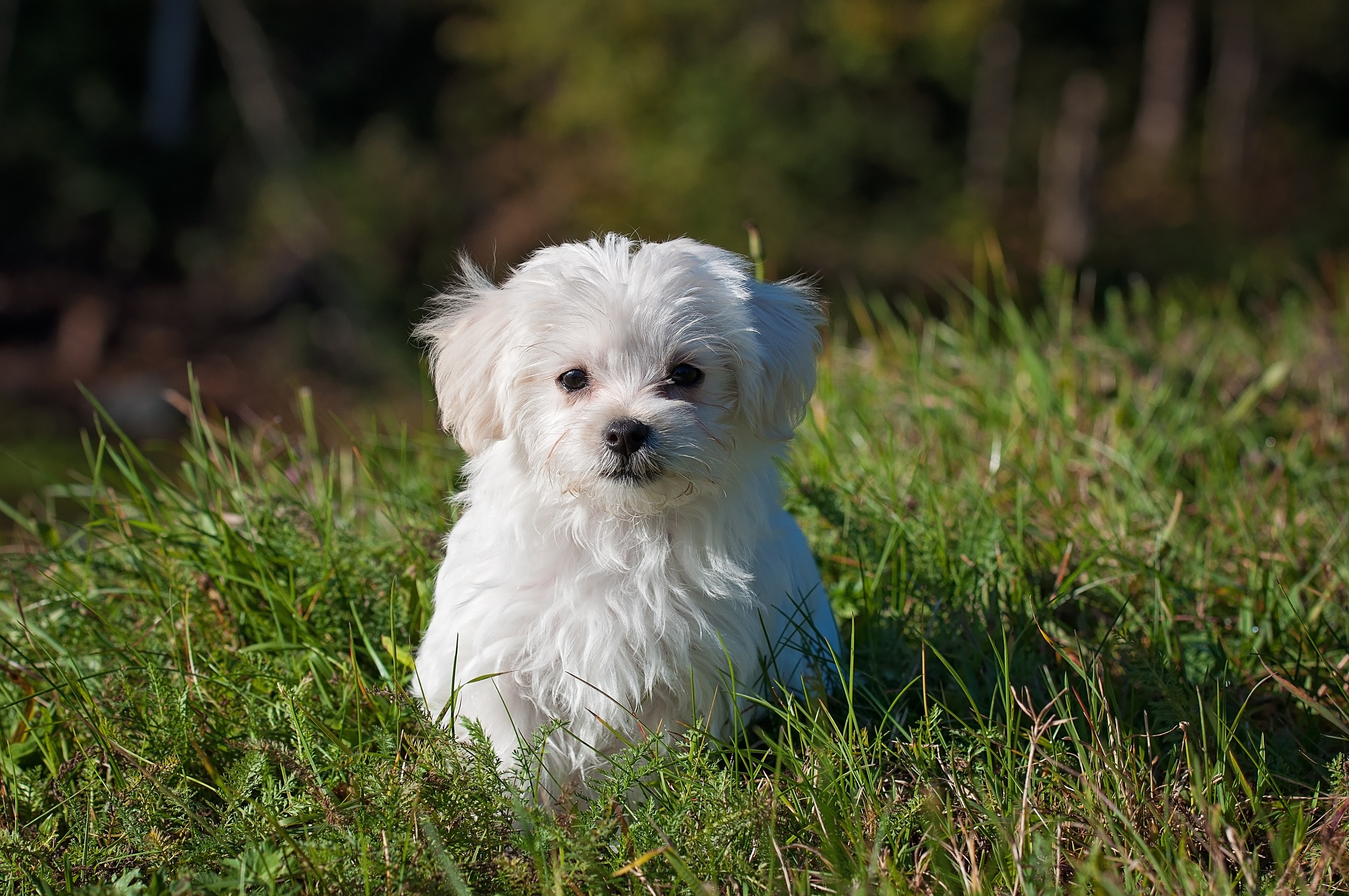 Cute White Dog Wallpapers