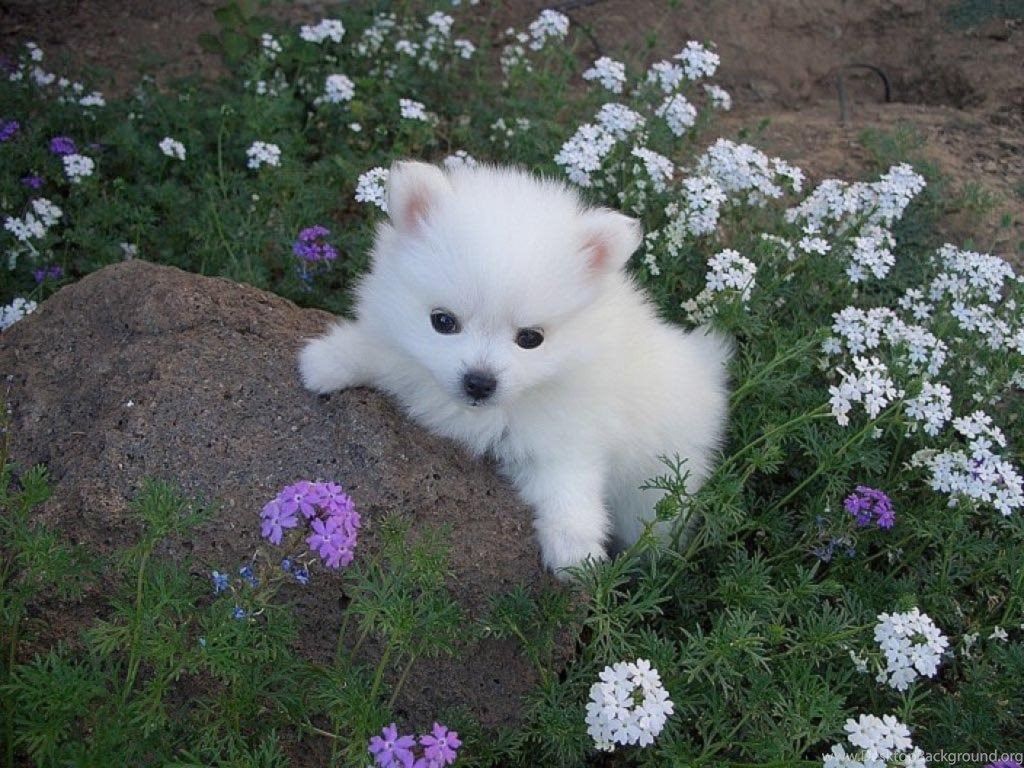 Cute White Dog Wallpapers