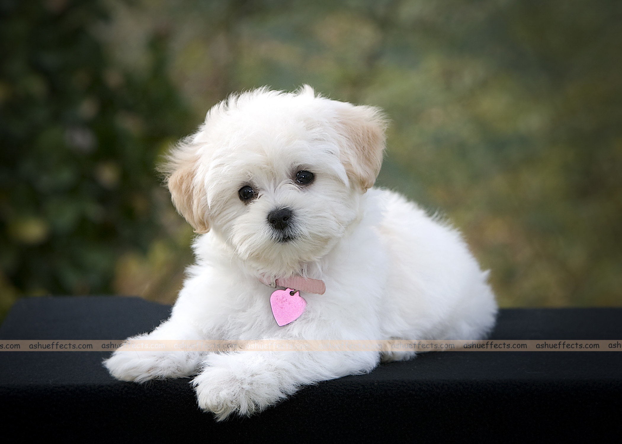 Cute White Dog Wallpapers